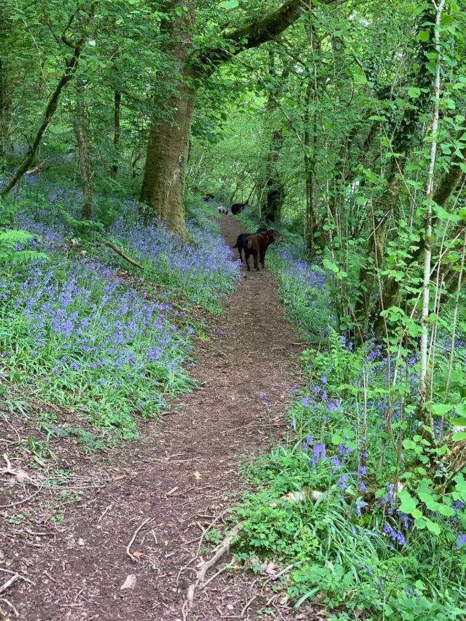 Kabin In The Woods Llandybie Exterior photo